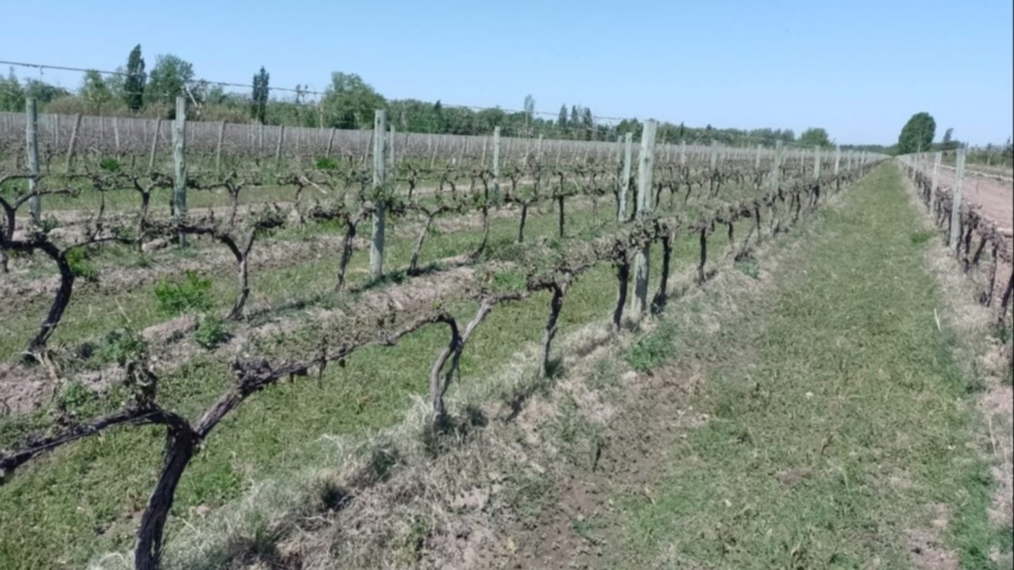 Productores vitivinicolas confían en que la Nación ayudará a mitigar los efectos de las heladas